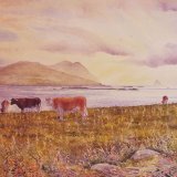 Evening on the Dingle peninsula