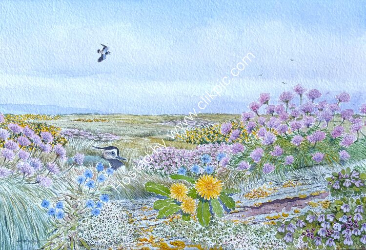 Lapwing and flora