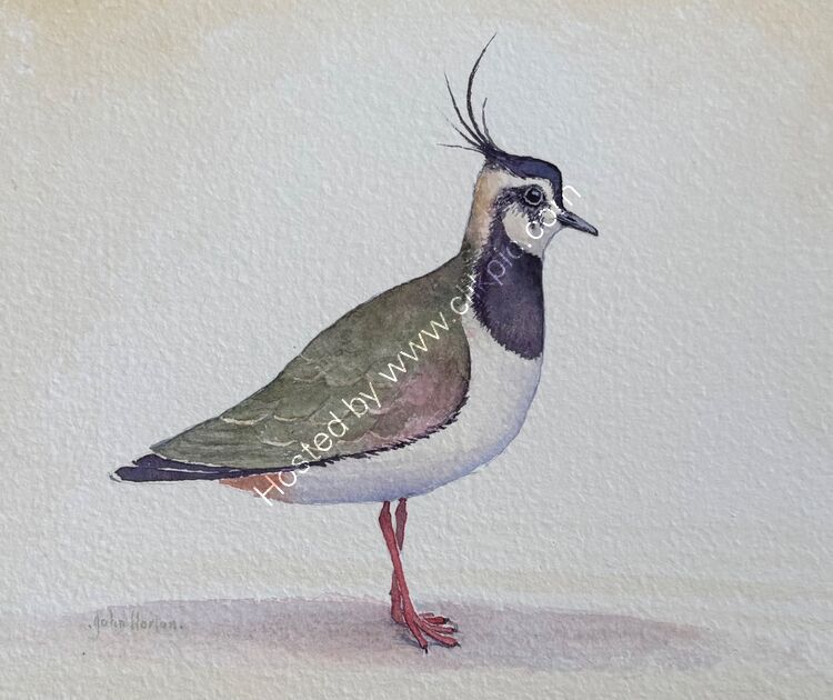 Lapwing