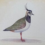Lapwing