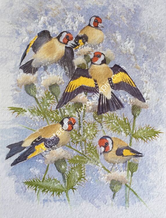 Goldfinches on thistle