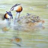 Great Crested Grebe and chicks