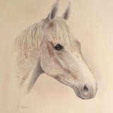 Commissioned Animal portraits