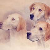 Hound study