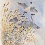 Pintail lift off - colour added to sketch ready for final watercolour painting