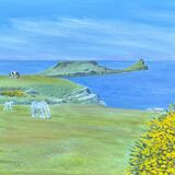 May gorse, Wormshead