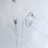 Kingfisher sketch