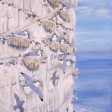 Kittiwakes Dover Cliffs