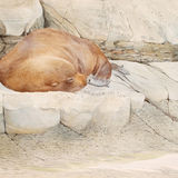 New Zealand fur seal - Kaikoura