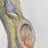 Nuthatch