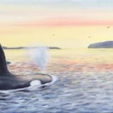 Orcas Blue Mull Sound