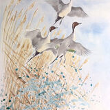 Pintail lift off2