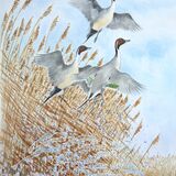 Pintail lift off