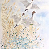 Pintail lift off 1