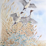 Pintail lift off 3