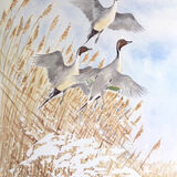 Pintail lift off 4