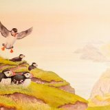 Puffins and rabbits, Hermaness Cliffs, Unst, Shetland
