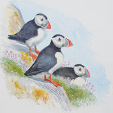 Puffins