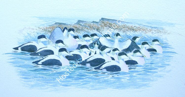 Raft of Eider drakes.