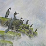 Shags in the spray