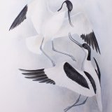 Sparring Avocets
