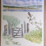Stonechat Llanddwyn 4