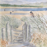 Stonechat Llanddwyn 2