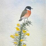 Stonechat on gorse