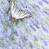 Scarce Swallowtail on Lavender