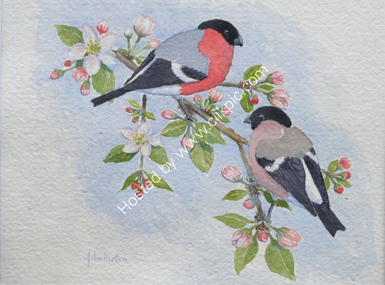 Card Bullfinch on apple blossom