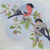Card Bullfinch on apple blossom