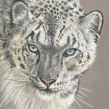 Snow Leopard