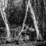 Cypress Swamp, Florida Everglades