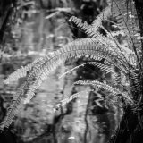 Everglade Ferns