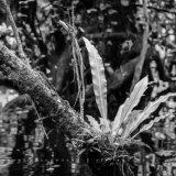 Everglade Plant