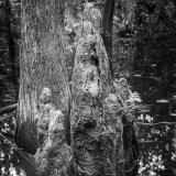 Cypress Knees