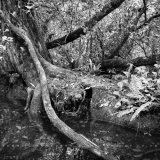 Everglades Chaos