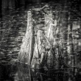 Cypress Knees