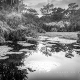 Everglades Pool