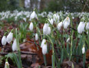 Snowdrops