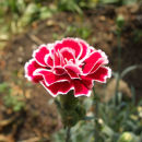 Dianthus