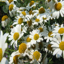 Ox-Eye Daisies