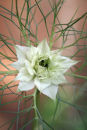 A Love-in-a Mist flower