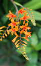 Close-up of a Crocosmia flower