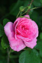 Gertrude Jekyll Rose