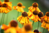 Helianthus Flowers