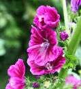Hollyhock