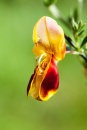 Broom Flower
