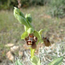 Bee Orchid