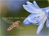 Hover Fly